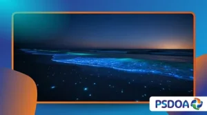 Bioluminescent Beaches: Nature’s Glowing Show