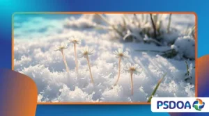 Frost Flowers: A Rare Winter Phenomenon