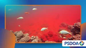 Red Tides and Their Impact on Marine Life