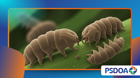 Tardigrades: The Indestructible Creatures That Can Survive Space