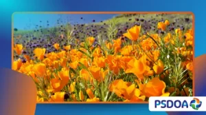 Super bloom phenomenon: causes, best locations, and the role of climate