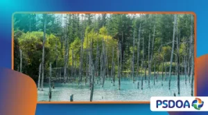 The Sinking Forest of Lake Kaindy: Trees Growing Underwater