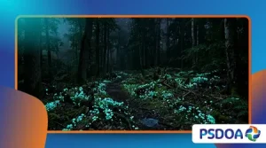 Glowing Fungi: The Forests That Shine at Night