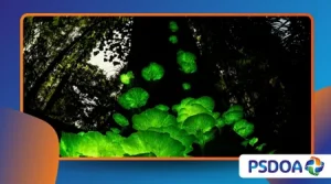 Glowing Fungi: The Forests That Shine at Night