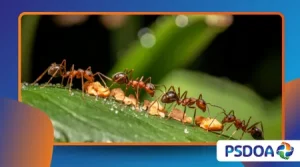 How Ant Colonies Mimic Human Traffic Systems
