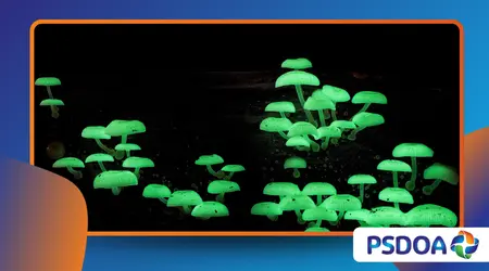 Bioluminescent Forests: When Fungi Make the Ground Glow at Night
