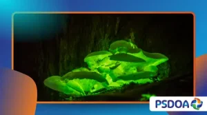 Bioluminescent Forests: When Fungi Make the Ground Glow at Night