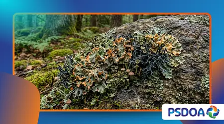 How Lichen Is Changing What We Know About Symbiosis