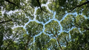 Crown Shyness: Why Some Trees Never Touch Each Other