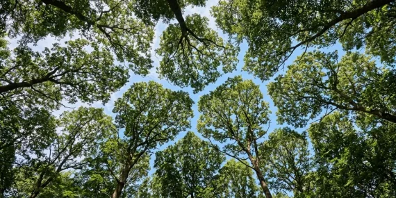 Crown Shyness: Why Some Trees Never Touch Each Other